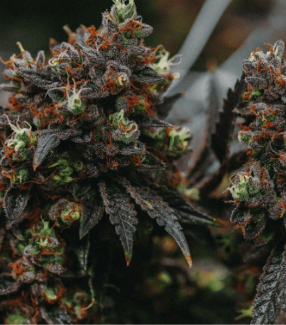 Strain Types: Understanding the Differences